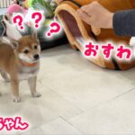 【豆柴犬】激かわ3姉妹が初めてのしつけ練習にチャレンジしました！【子犬と癒し】まめしば亭ブログvlog