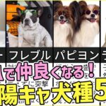 速攻仲良くなる！陽キャ犬種 5選！【ドッグトレーナーが選ぶ】