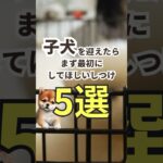 子犬を迎えたら最初するしつけ5選！！社会化期