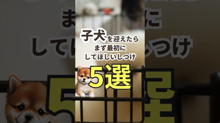 子犬を迎えたら最初するしつけ5選！！社会化期