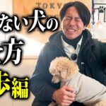 愛犬の散歩の吠え癖で悩んでいる時のしつけ対処法5選【ドッグトレーナー解説】