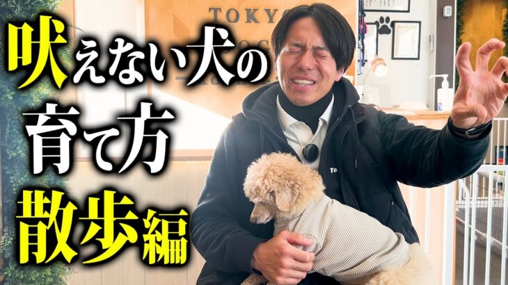 愛犬の散歩の吠え癖で悩んでいる時のしつけ対処法5選【ドッグトレーナー解説】