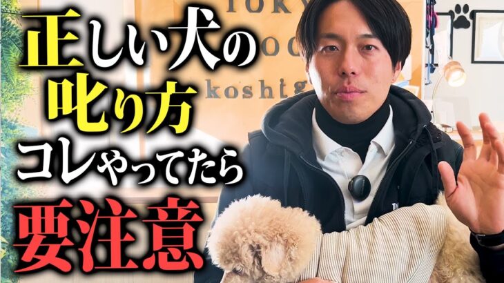 愛犬がお利口になる正しい犬の叱り方5選！プロドッグトレーナー解説