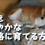 犬を『穏やかな性格』に育てる方法5選　しつけで重要なポイントや注意点まで解説