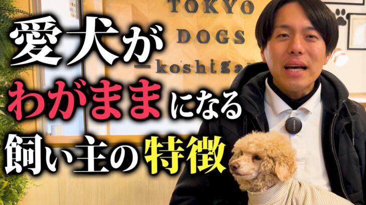 愛犬が言うことを聞かなくなる飼い主の特徴5選