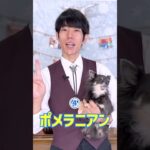 無限に毛が抜け続ける犬種5選！ #dogtraining #puppy #dogshorts