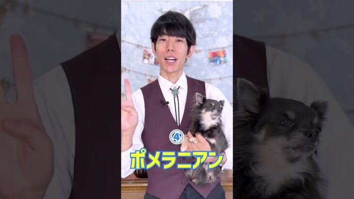 無限に毛が抜け続ける犬種5選！ #dogtraining #puppy #dogshorts