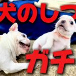 生後50日の子犬のしつけ方がガチでトラウマ級！