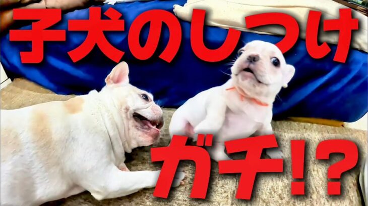 生後50日の子犬のしつけ方がガチでトラウマ級！