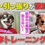 【オンラインしつけ教室実績】散歩で興奮が抑えられない7歳犬が激変したしつけ法