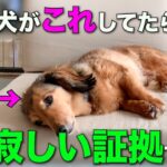 犬が泣くほど寂しい時にだけ見せる仕草7選【完全解説】