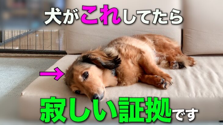 犬が泣くほど寂しい時にだけ見せる仕草7選【完全解説】