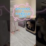 秋田犬子犬生後75日目 #秋田犬#大型犬子犬 #いやしわんこ #秋田犬の居る暮らし #パピー犬#犬のしつけ