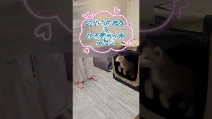 秋田犬子犬生後75日目 #秋田犬#大型犬子犬 #いやしわんこ #秋田犬の居る暮らし #パピー犬#犬のしつけ