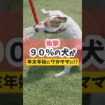 【衝撃】90%の犬が、年末年始にワガママになる！？#犬のいる暮らし #犬のしつけ #dog