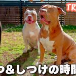 ピットブルの親子のトレーニング&おやつの時間！ちゃんと躾できてる？【アメリカンピットブル】(AMERICAN PIT BULL)