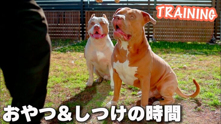 ピットブルの親子のトレーニング&おやつの時間！ちゃんと躾できてる？【アメリカンピットブル】(AMERICAN PIT BULL)