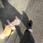 MIX犬の”もこちゃん”と”散歩トレーニング”！