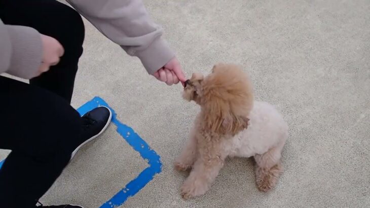 犬の幼稚園 Merlotちゃんとトレーニング