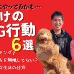 無意識にやってしまう？！しつけのNG行動６選 をドッグトレーナーに聞いてみよう