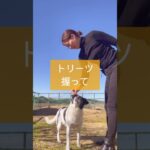 【犬 お座り】ONEトリーツで叶うお座りの教え方 #ドッグトレーニング #ドッグトレーナー #犬のトレーニング #お散歩 #犬のしつけ #犬のいる生活 #お座り #犬のお散歩 #オビディエンス