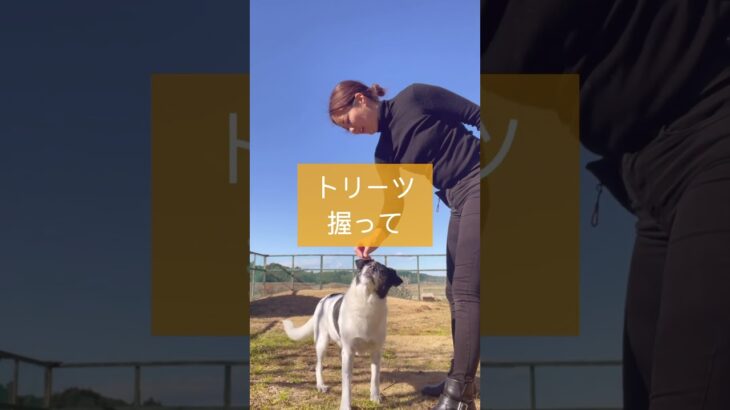 【犬 お座り】ONEトリーツで叶うお座りの教え方 #ドッグトレーニング #ドッグトレーナー #犬のトレーニング #お散歩 #犬のしつけ #犬のいる生活 #お座り #犬のお散歩 #オビディエンス