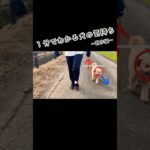 【１分でわかる】「引っ張らない」はいつ伝える？【トレーニング】 #Shorts #犬のしつけ #犬の気持ち