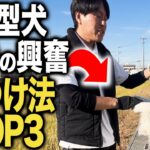 【しつけ】大型犬の散歩の興奮のしつけ方法TOP3をプロが教えます！