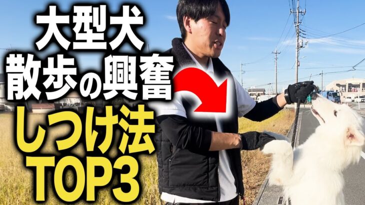 【しつけ】大型犬の散歩の興奮のしつけ方法TOP3をプロが教えます！