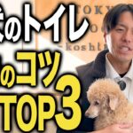 【しつけ】子犬のトイレを成功させるために超重要なコツTOP3！