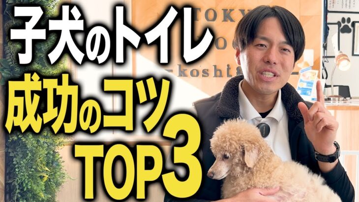 【しつけ】子犬のトイレを成功させるために超重要なコツTOP3！