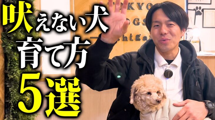 吠えない犬を育てる基本ルールTOP5