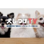 【🎉YouTubeライブ開催！褒める犬のしつけ体験LIVE🎉】