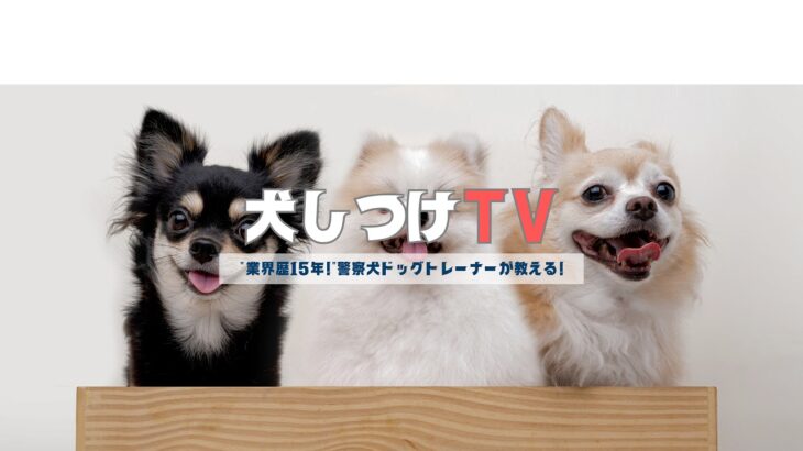 【🎉YouTubeライブ開催！褒める犬のしつけ体験LIVE🎉】