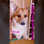 進入禁止の犬 #corgi #コーギー#shorts