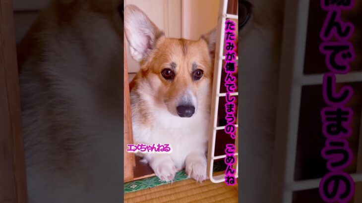 進入禁止の犬 #corgi #コーギー#shorts