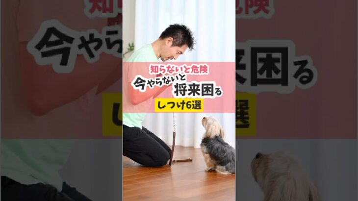 大事な犬のしつけ！全部できているかチェックしてね♪#犬のいる暮らし #dog #犬のしつけ