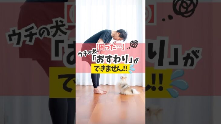 「おすわり」の練習にはコレが大切♪#犬のいる暮らし #dog #犬のしつけ