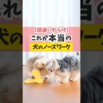 匂いを嗅ぐことにも意味があるよ♪#犬のいる暮らし #犬のしつけ #dog