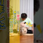 とっても大事！膝の上に乗せる練習、降ろす練習♪#犬のいる暮らし #dog #犬のしつけ