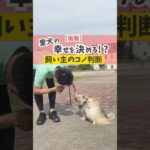 マーキングは止めるべき！？#dog #犬のいる暮らし #犬のしつけ