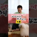 愛犬と最高の関係を築こう！#犬のいる暮らし #dog #犬のしつけ