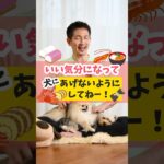 おせち料理は味が濃いから、犬にあげるのは注意してね！#犬のいる暮らし #犬のしつけ #dog