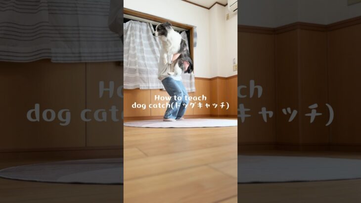 【中級トリック】dog catch(ドッグキャッチ) クリッカーを使用した教え方　#犬#ボーダーコリー #しつけ#クリッカー#犬芸#dog#bordercollie#tricks