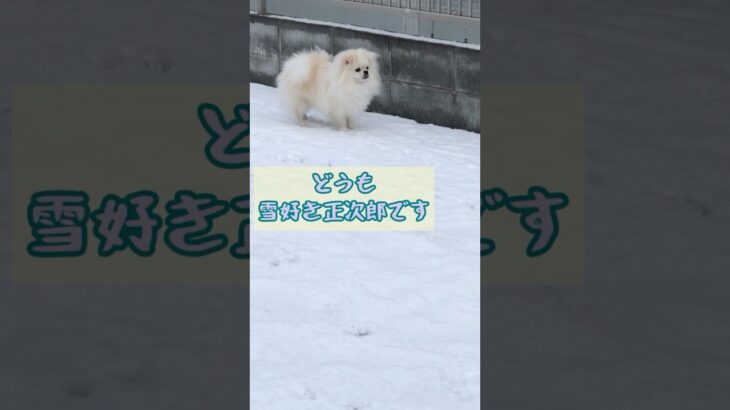 どうも雪好き正次郎です　#犬のしつけ #dog #癒し #正次郎　#masajiro