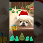 メリークリスマス　 #dog #正次郎#masajiro#癒し#merrychristmas #犬のしつけ