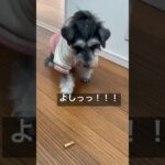 おりこうさん☺️#犬のいる暮らし #犬のいる生活 #犬#ミニチュアシュナウザー #しつけ #お利口さん #dog #shorts