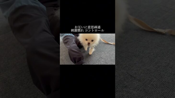 可愛くても油断は禁物 #doglibre #犬のしつけ #ドッグトレーニング