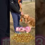 【犬との遊び】パッドの使い方 #ドッグトレーニング大阪 #ドッグトレーニング#ドッグトレーナー #dogtraining #しつけ