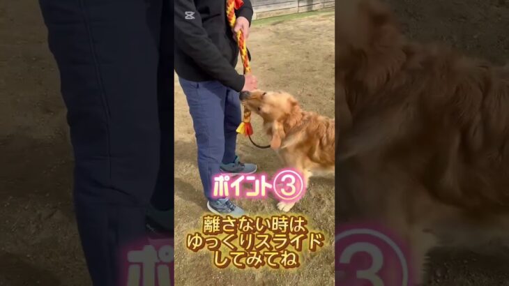 【犬との遊び】パッドの使い方 #ドッグトレーニング大阪 #ドッグトレーニング#ドッグトレーナー #dogtraining #しつけ